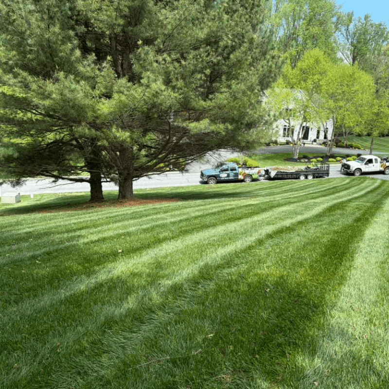 Our Recent Lawn & Landscape Transformations (91)